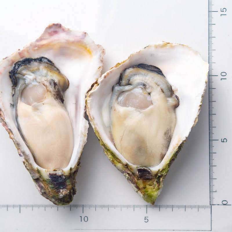 岩牡蠣｜大分県 蒲江産M｜4個セット〜（品切中） | ゼネラル