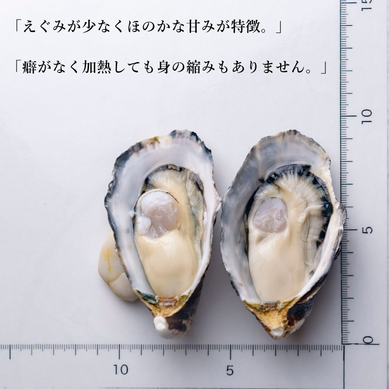 真牡蠣｜兵庫県 坂越産 プレミアムシングルシード 12個セット