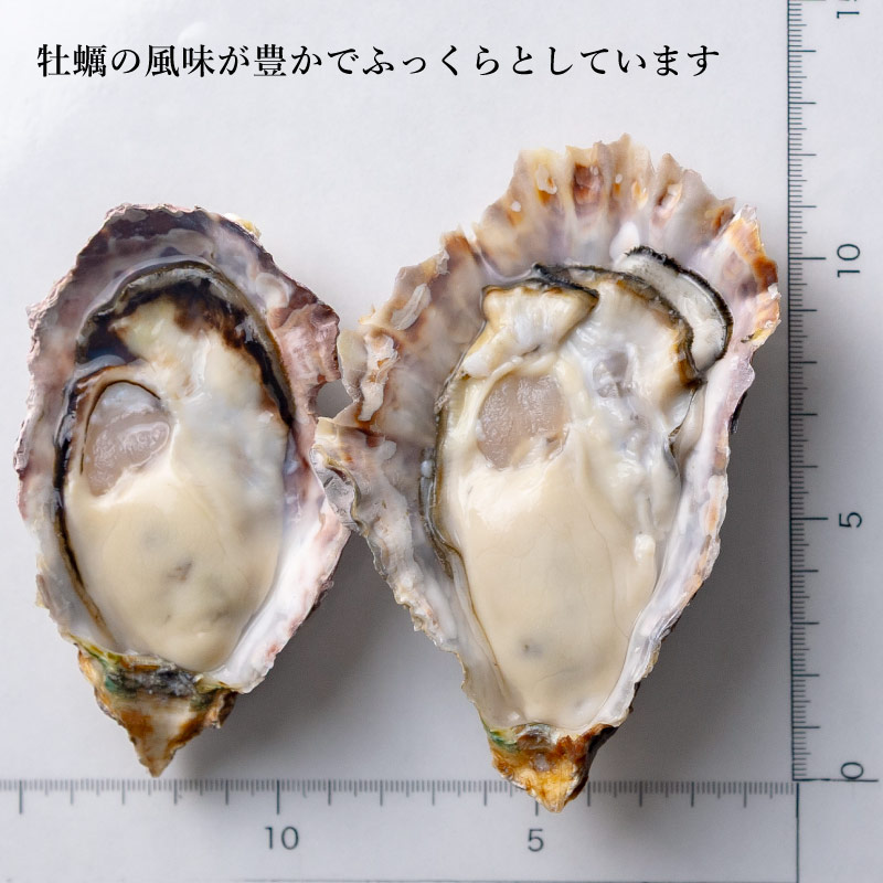 真牡蠣｜岡山県邑久町産 12個セット〜（品切中） | ゼネラル