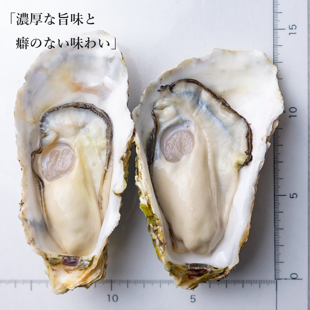 岩牡蠣さま専用 4足 Suicoke 育成岩牡蠣 Lサイズ | 京都丹後 プレミアムズワイガニ（松葉ガニ