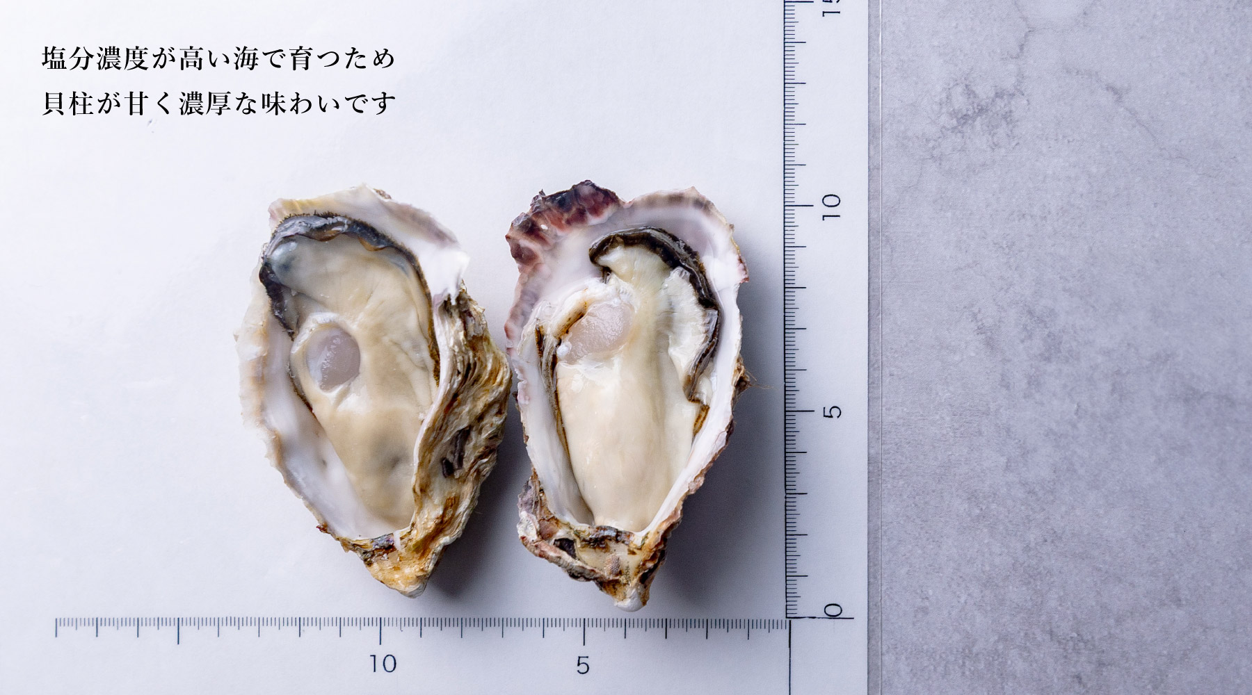 真牡蠣｜広島県 安芸津産 12個セット〜（品切中） | ゼネラル