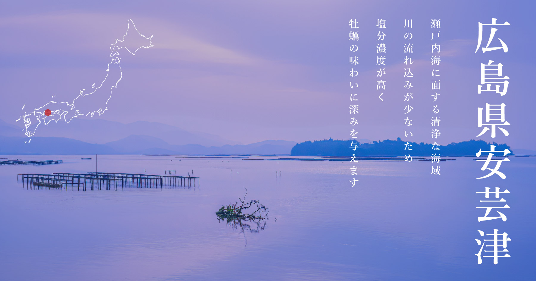 真牡蠣｜広島県 安芸津産 12個セット〜（品切中） | ゼネラル