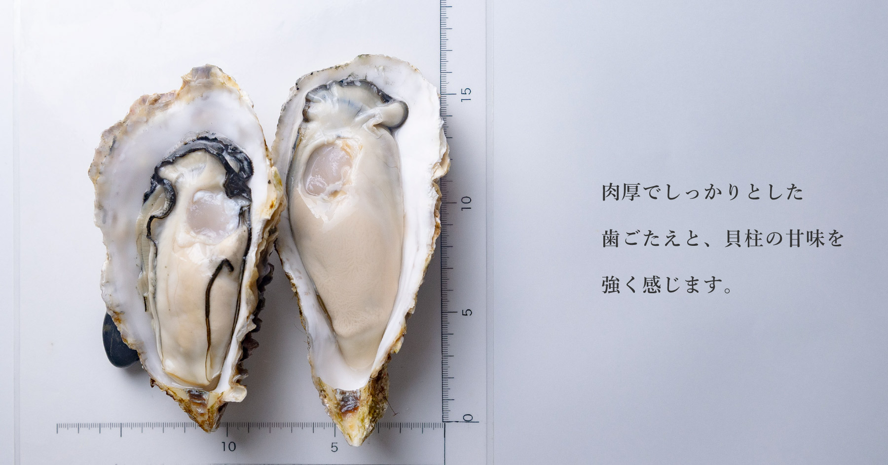 生牡蠣_mania D4V0944.jpg?v=1646648860