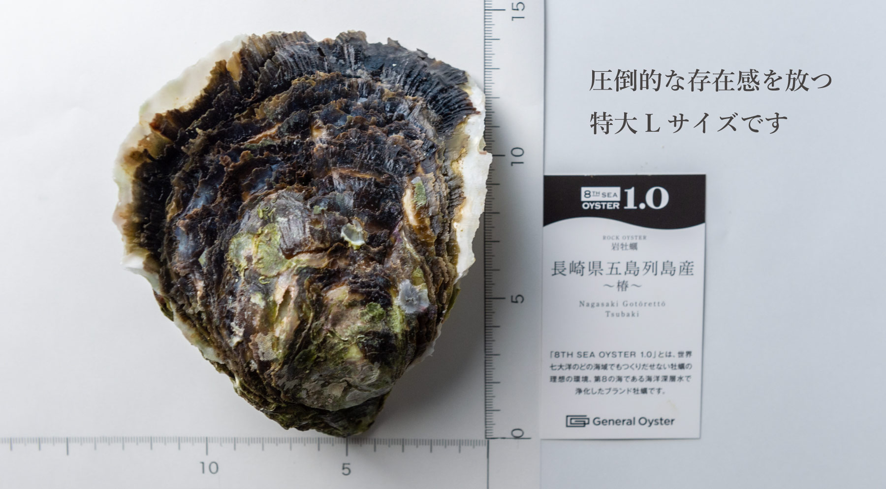 特大岩牡蠣｜長崎県 五島列島産『椿』L（約280〜380g／個）4個