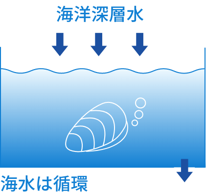 海洋深層水海水は循環